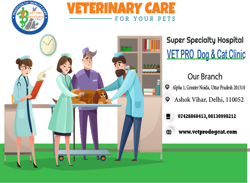 Best Dog and cat Surgery hospital in delhi.