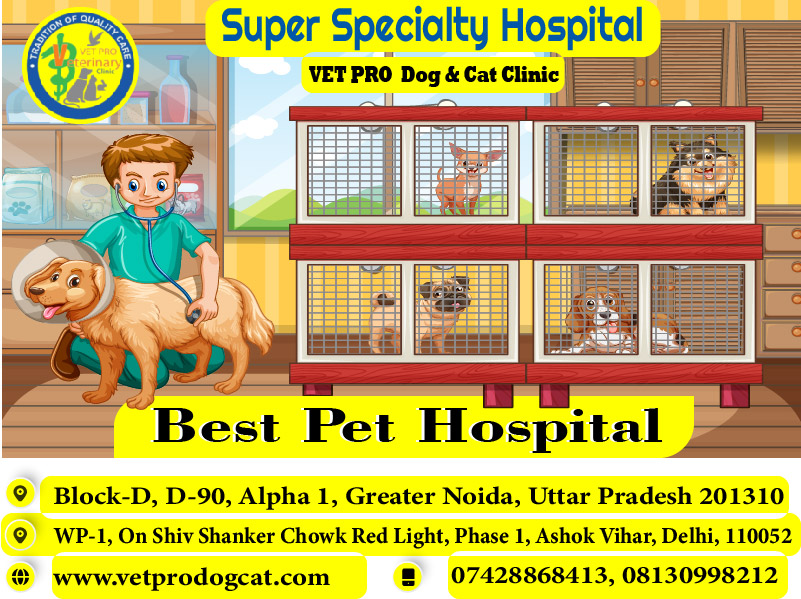 best pet hospital in Ashok Vihar Delhi