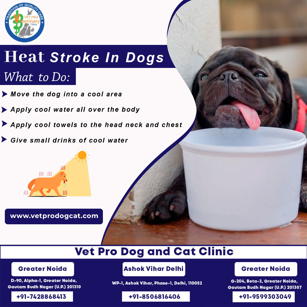 Heat stroke in dog