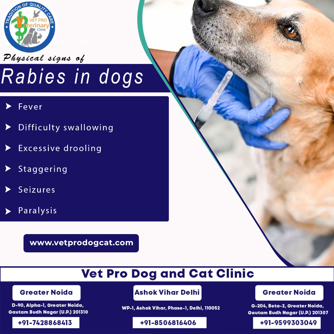 If your dog shows physical signs of rabies, visit the Vet Pro Dog & Cat Clinic immediately.