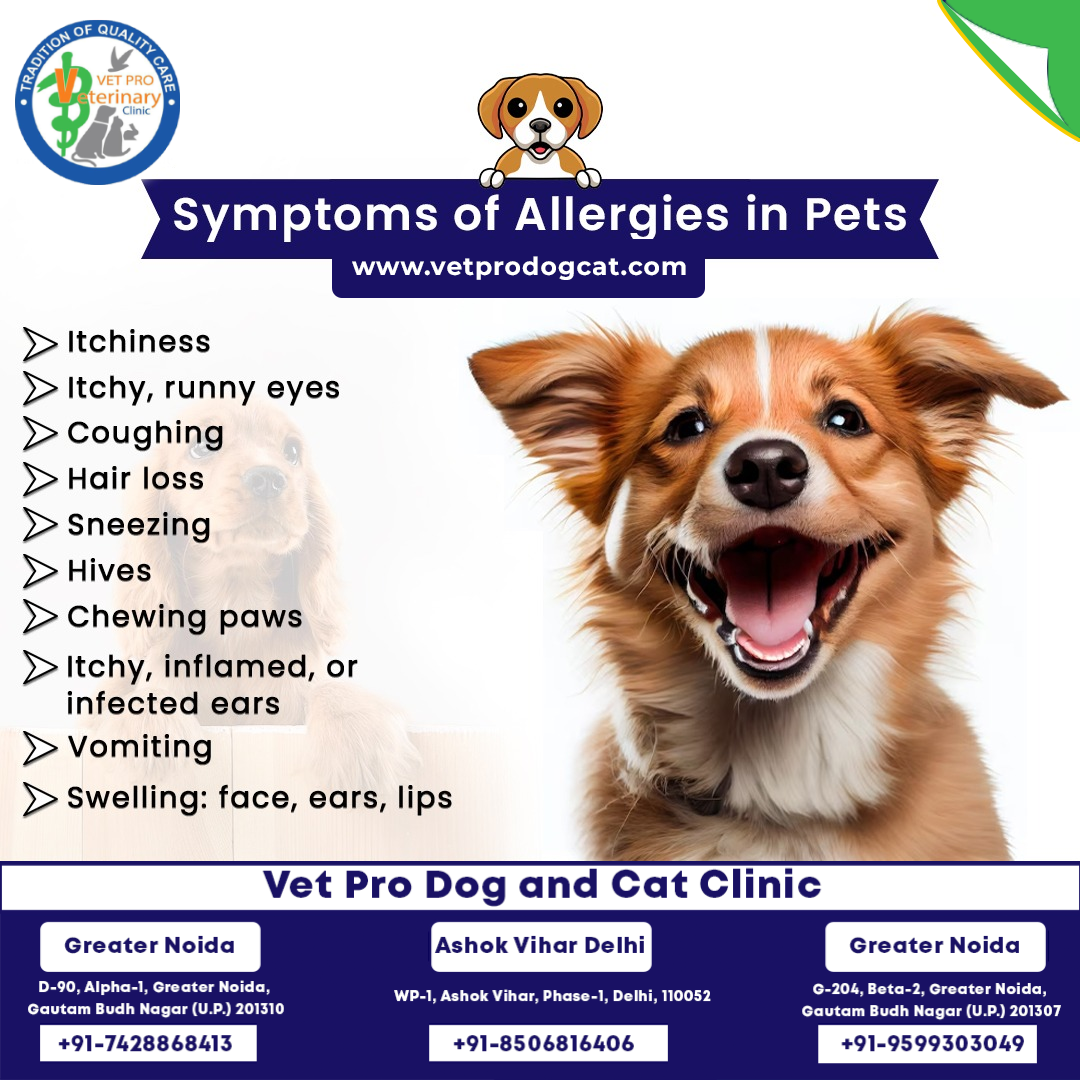 Symptoms of Allergies in Pets
