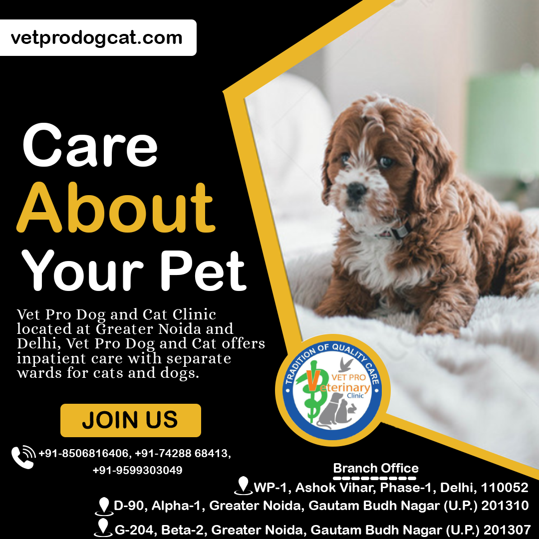 vet pro dog and cat clinic