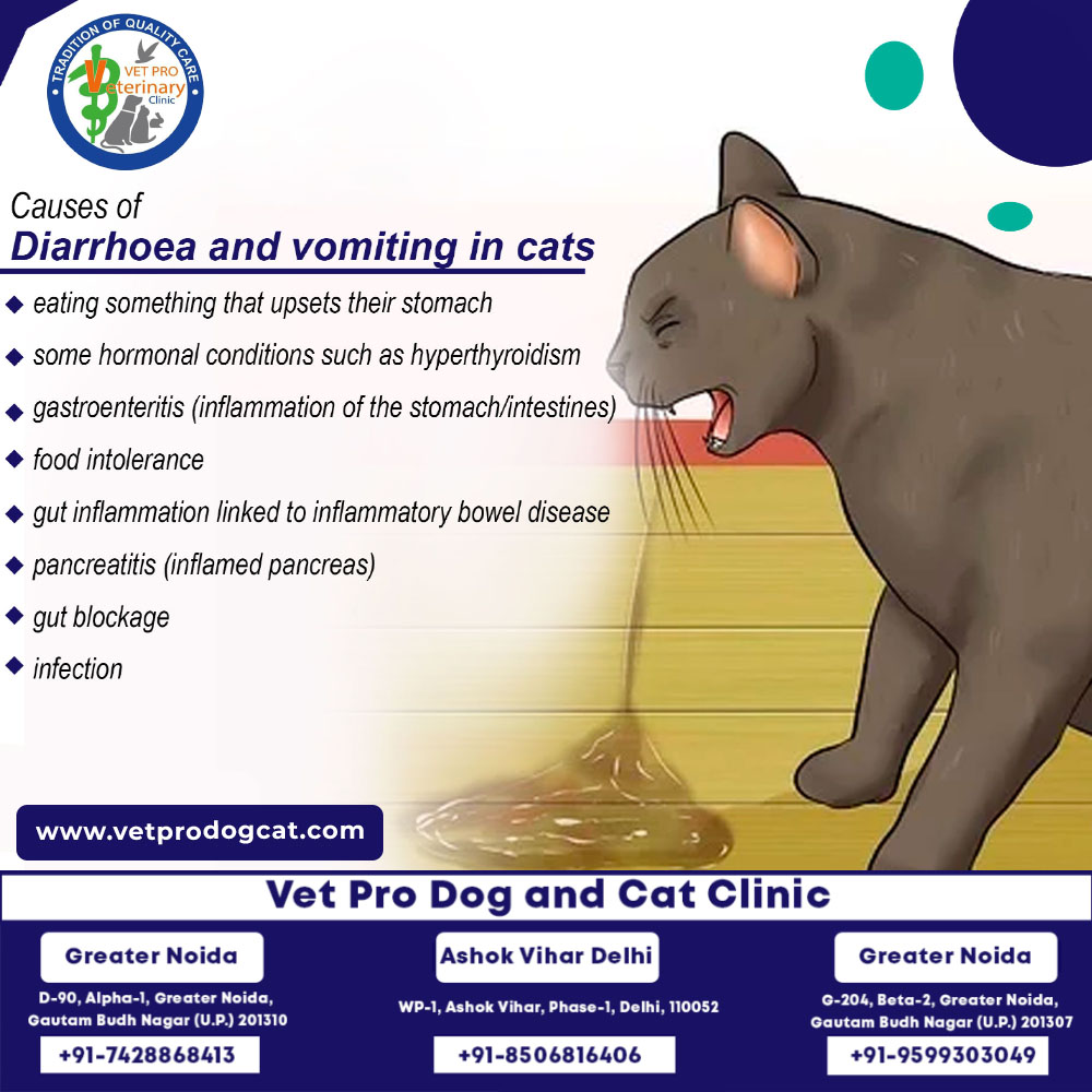 Causes of Diarrhoea and vomiting in cats