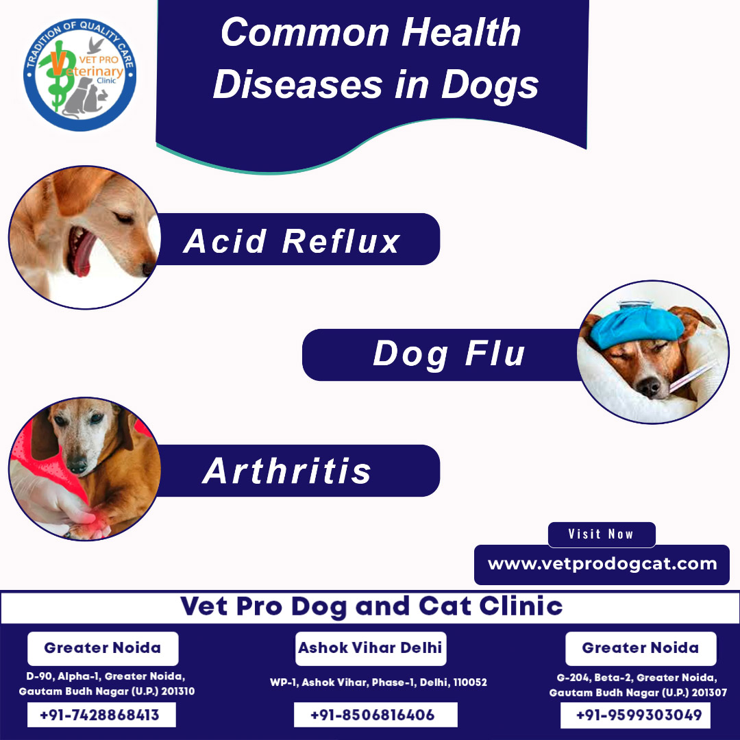 Common health diseases in dogs