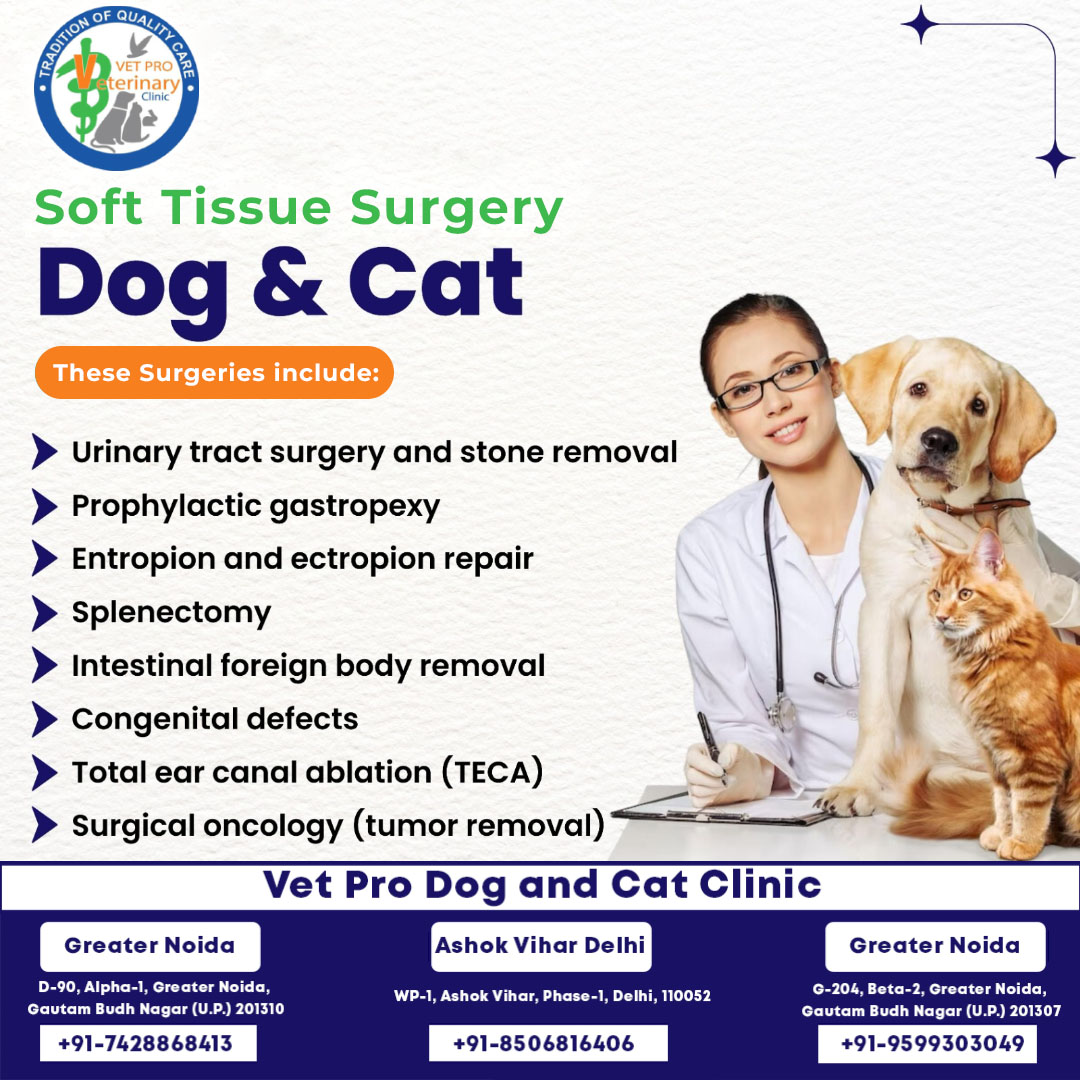 Is your furry friend in need of soft tissue surgery