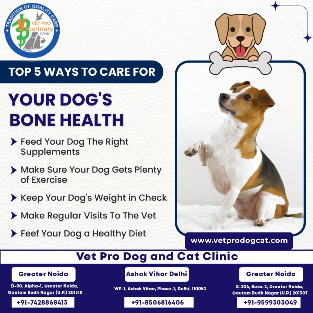 Top 5 ways to care for your dog's bone health.