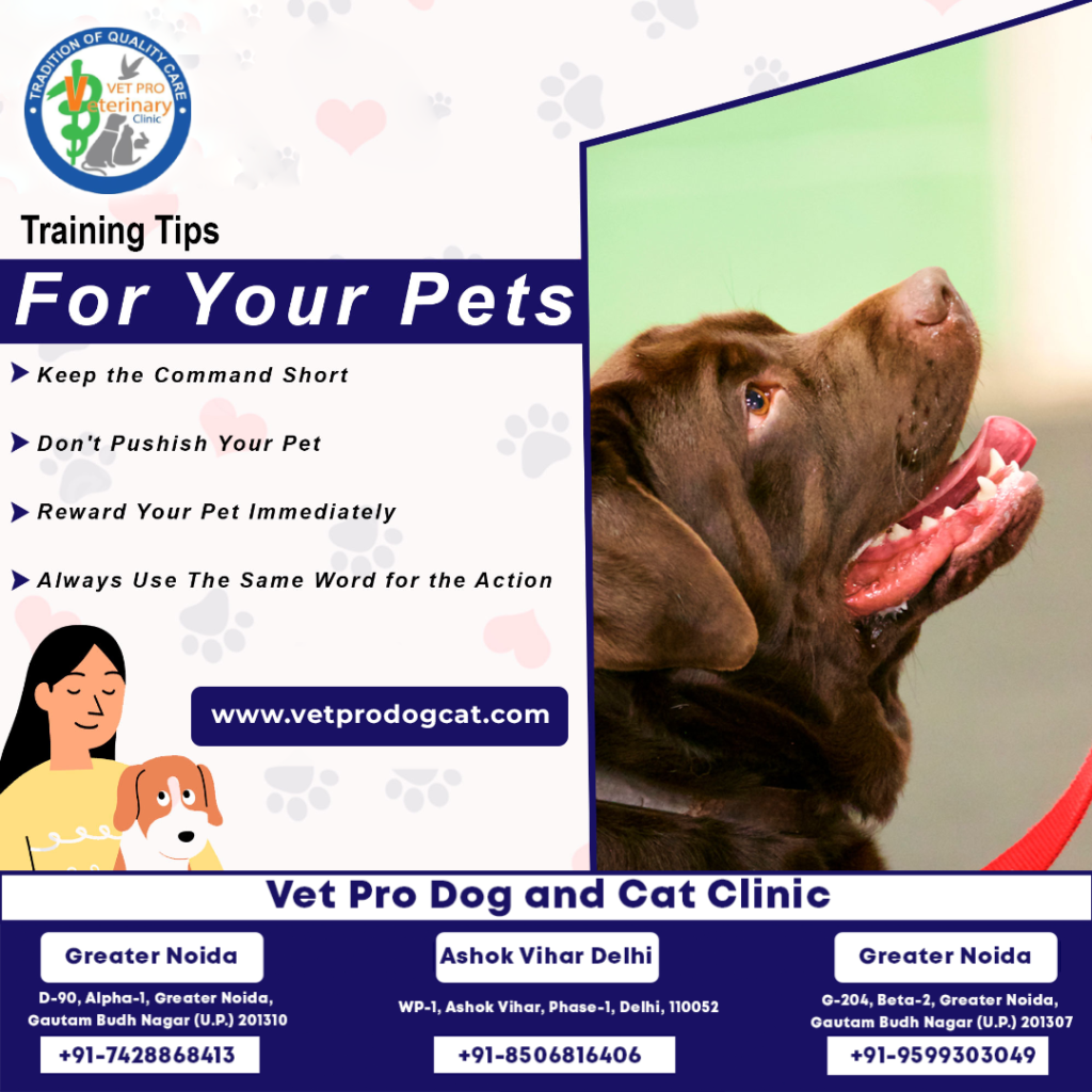 Vetpro Lessons Training tips for your pets
