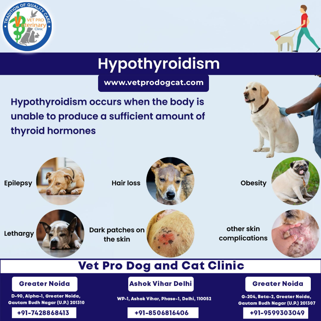 What are the symptoms of hypothyroidism in dogs?