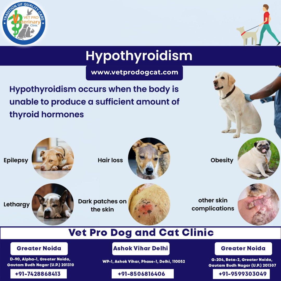 What Are The Symptoms Of Hypothyroidism In Dogs 