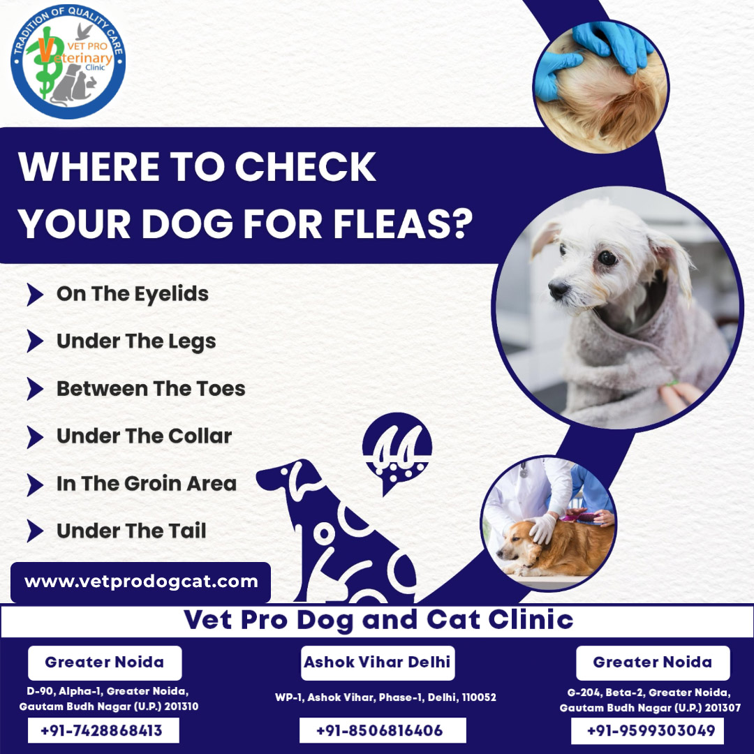 Where to check your dog for fleas?
