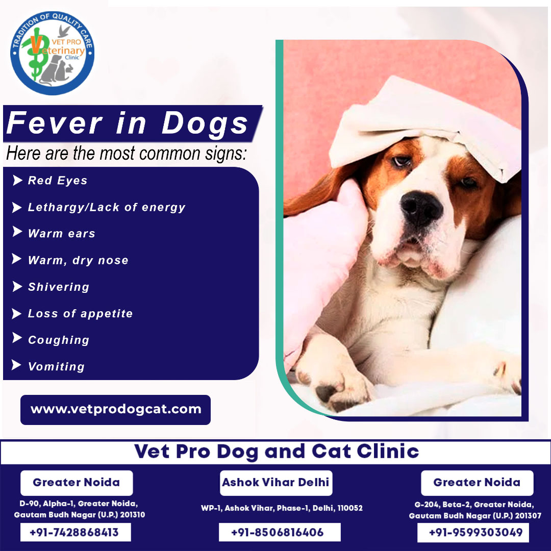 Your dog can't tell you when he has a fever