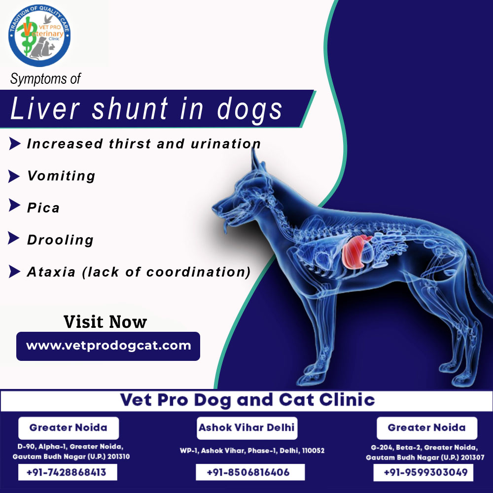 symptoms of liver shunt in dogs