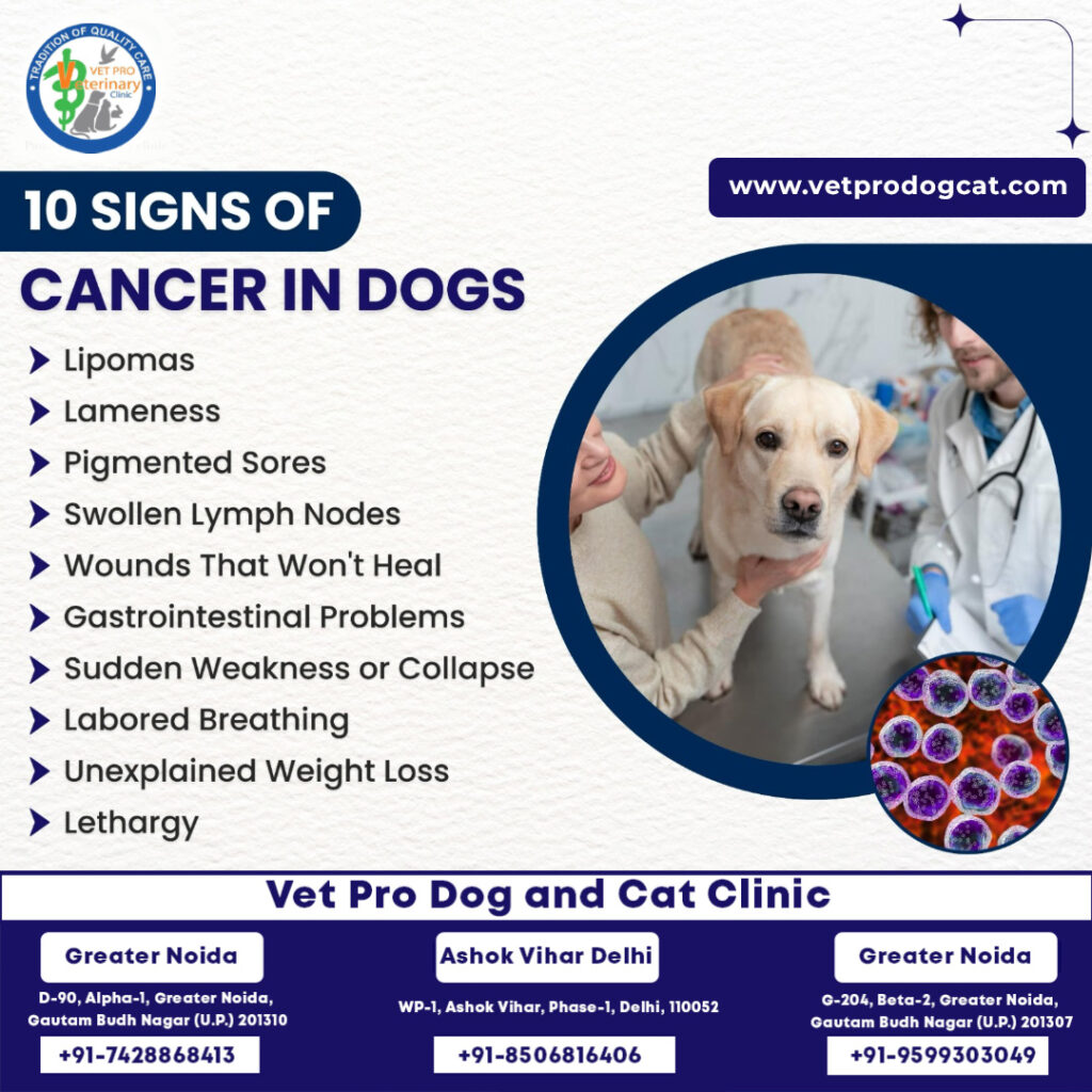 10-signs-of-cancer-in-dogs