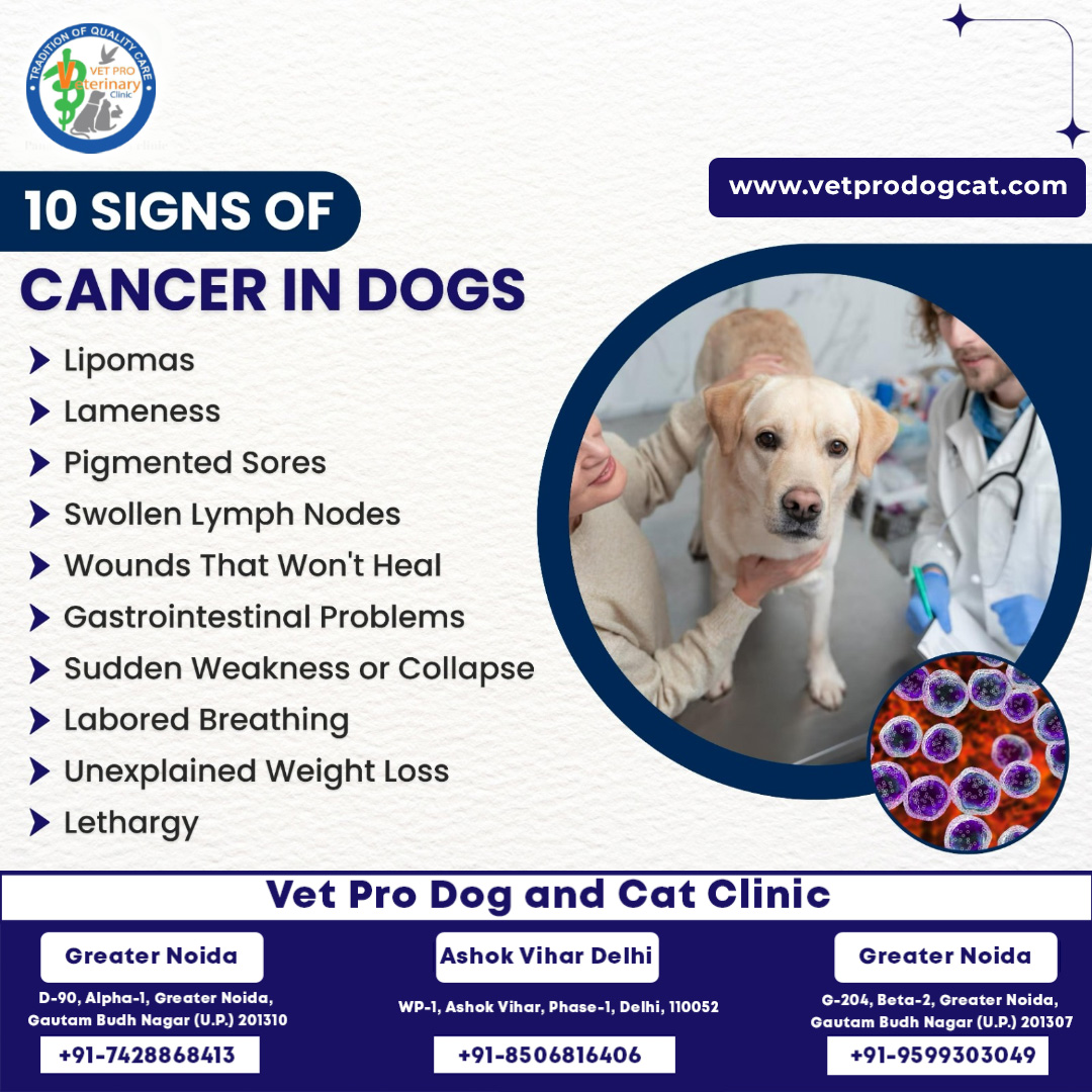 10 signs of cancer in dogs
