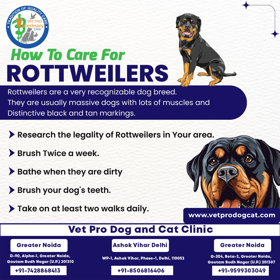 How to care for Care for Rottweilers.