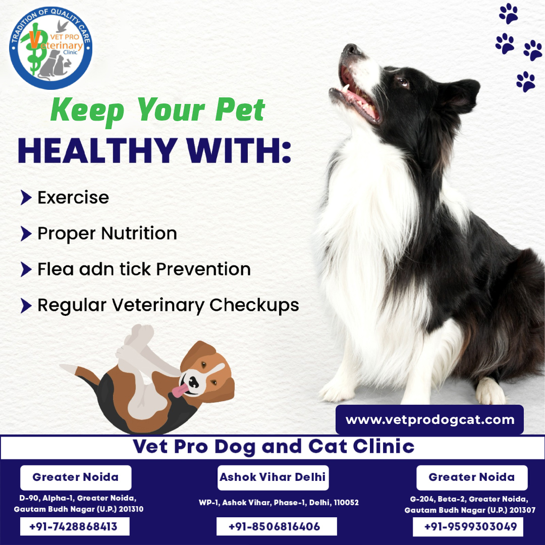 Keep your pet healthy with regular veterinary checkups