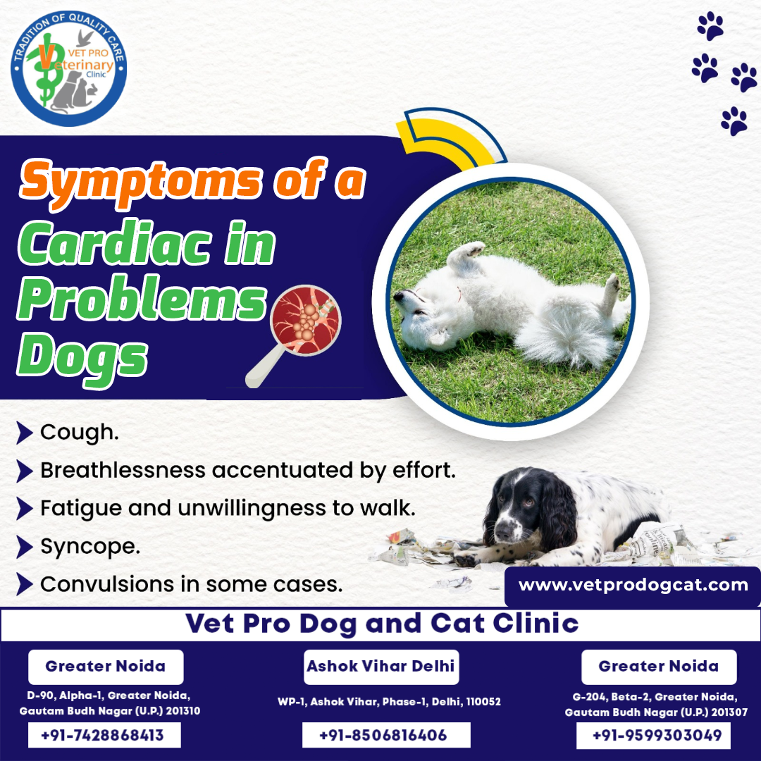 Symptoms of a Cardiac in Problems Dogs.