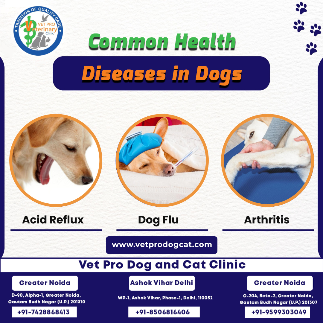 common health diseases in dogs