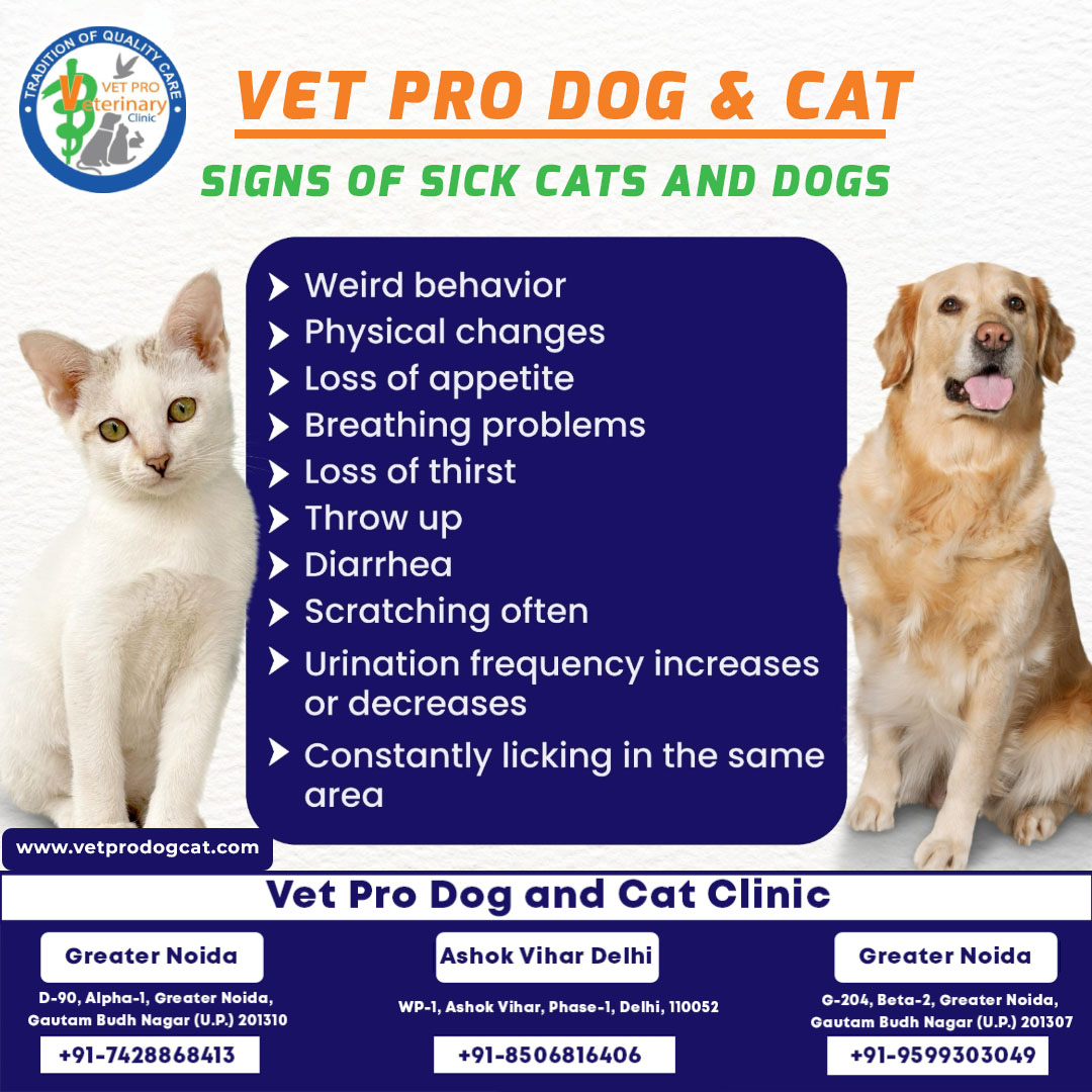 vet pro dog and cat clinic in Delhi and Greater Noida.