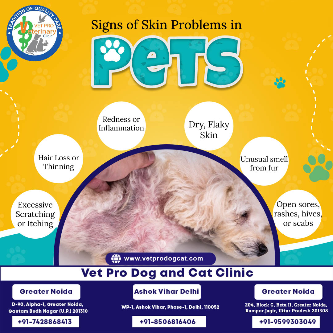 Signs of Skin Problems in Pets
