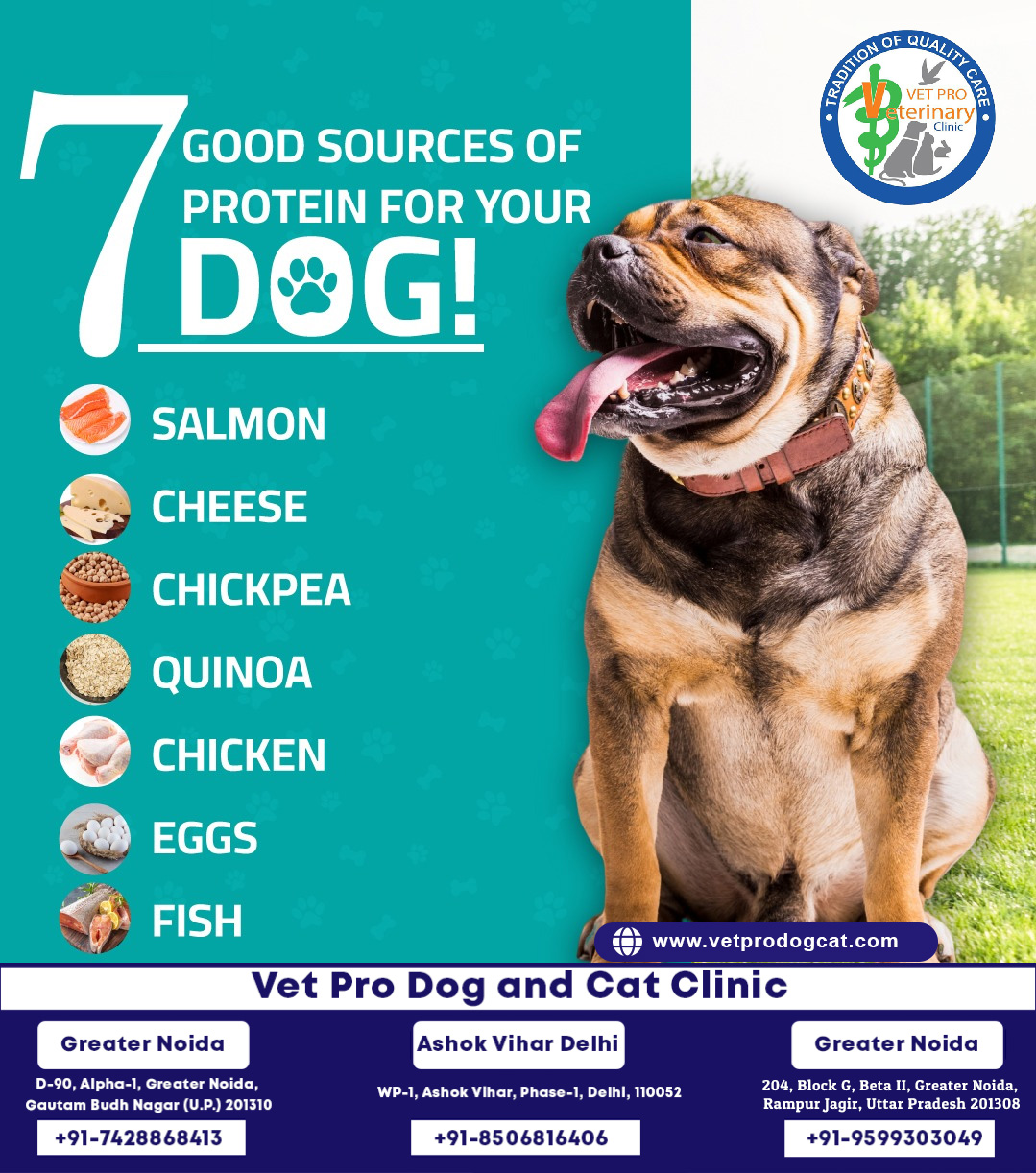 7 good sources of protein for your dog!