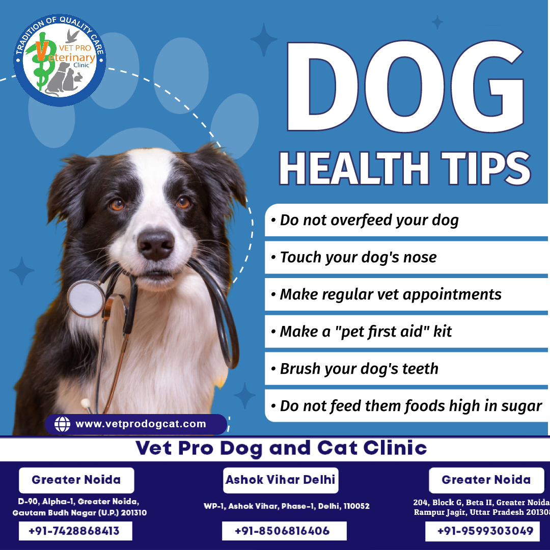 dog health tips