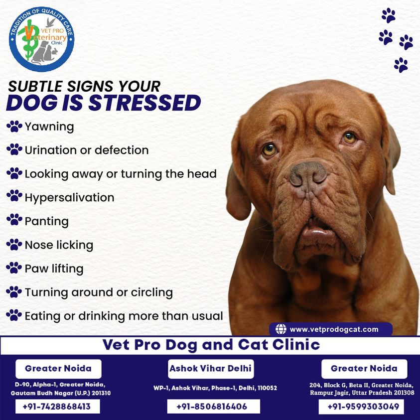Subtle signs your Dog is Stressed.