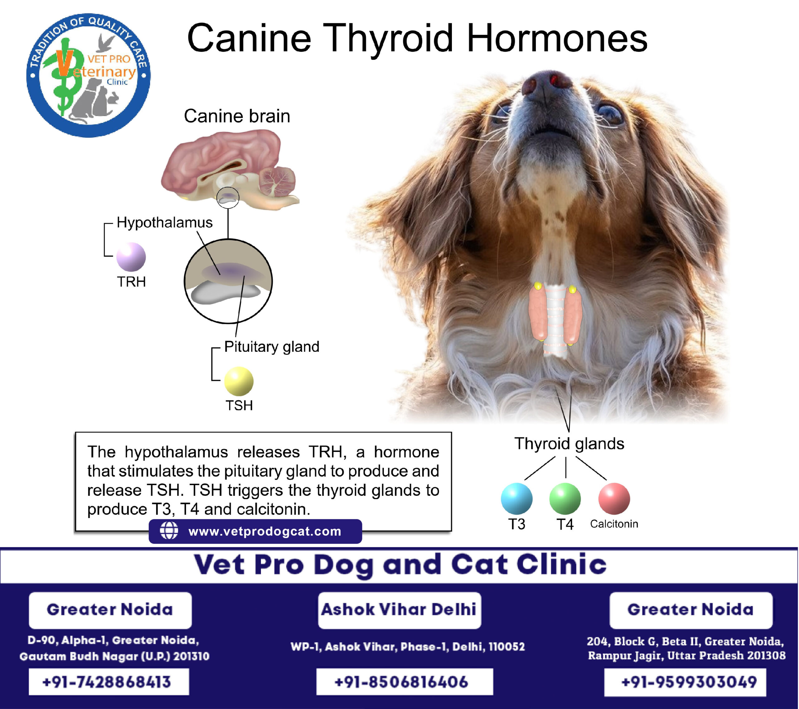 Canine thyroid Hormones