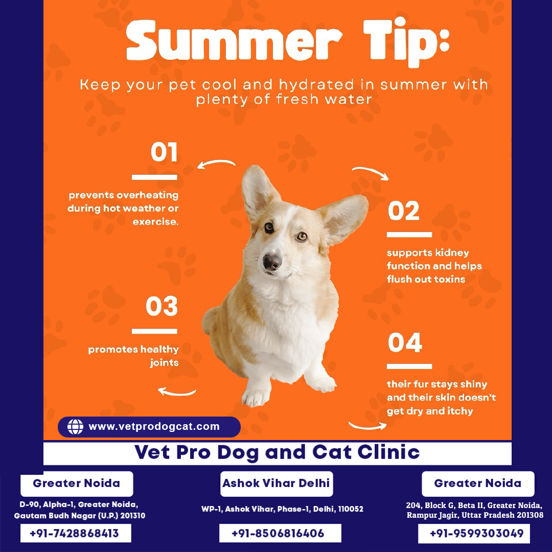 tips to ensure the well-being and safety of your pets during the warmer months