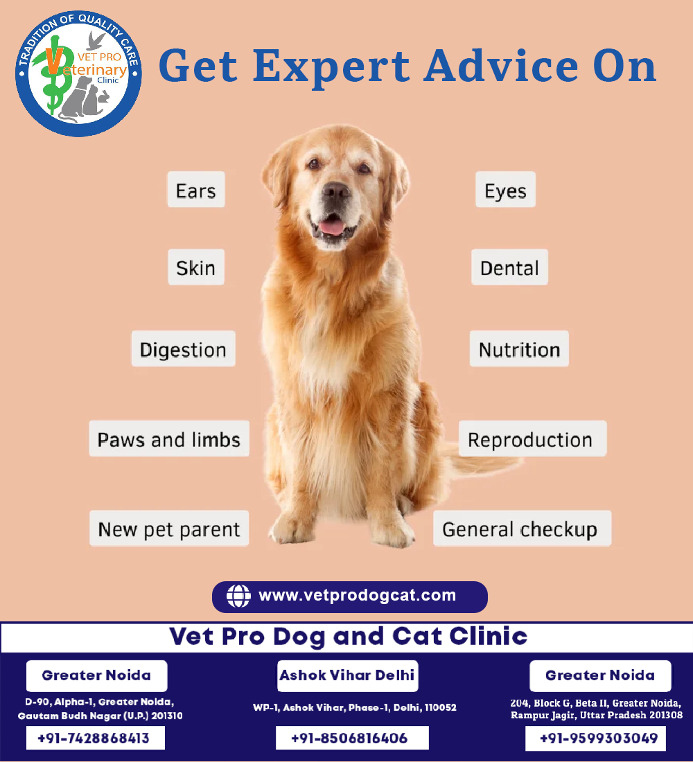 get expert advice on pet