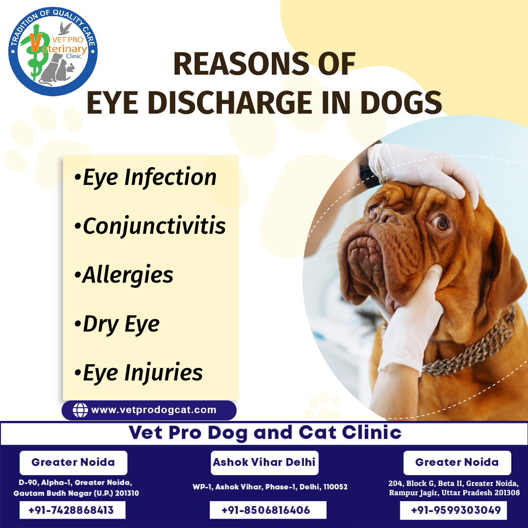Reasons of eye discharge in dogs