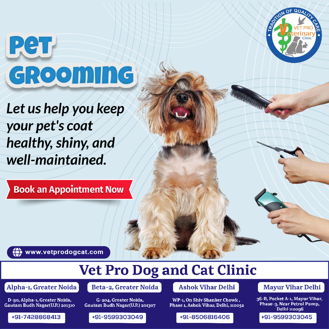 Pet Grooming in Delhi.