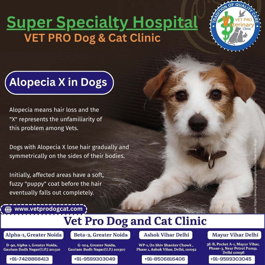 Alopecia X Treatment in Dogs