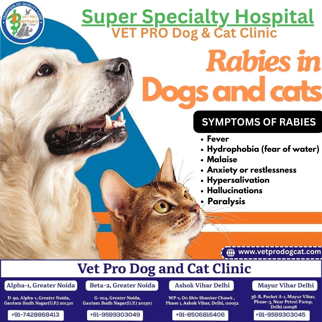 Rabies Vaccination and Symptoms in Dogs and cats