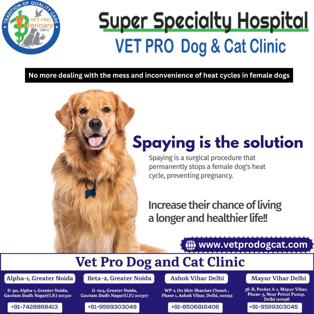 Spaying Treatment for Female Dogs