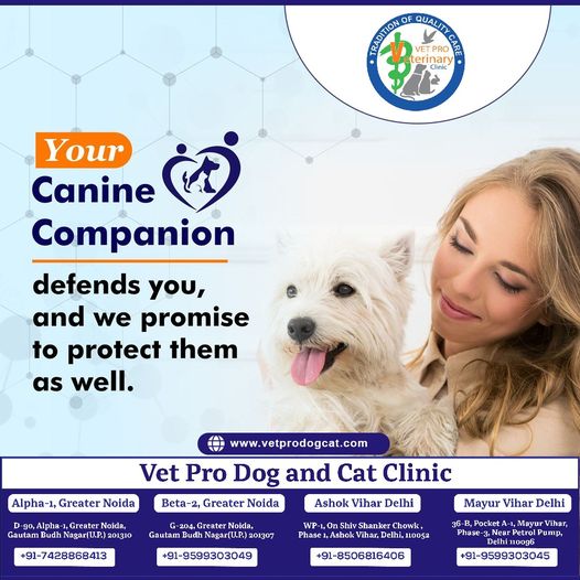 Your canine companion defends you, and we promise to protect them as well.