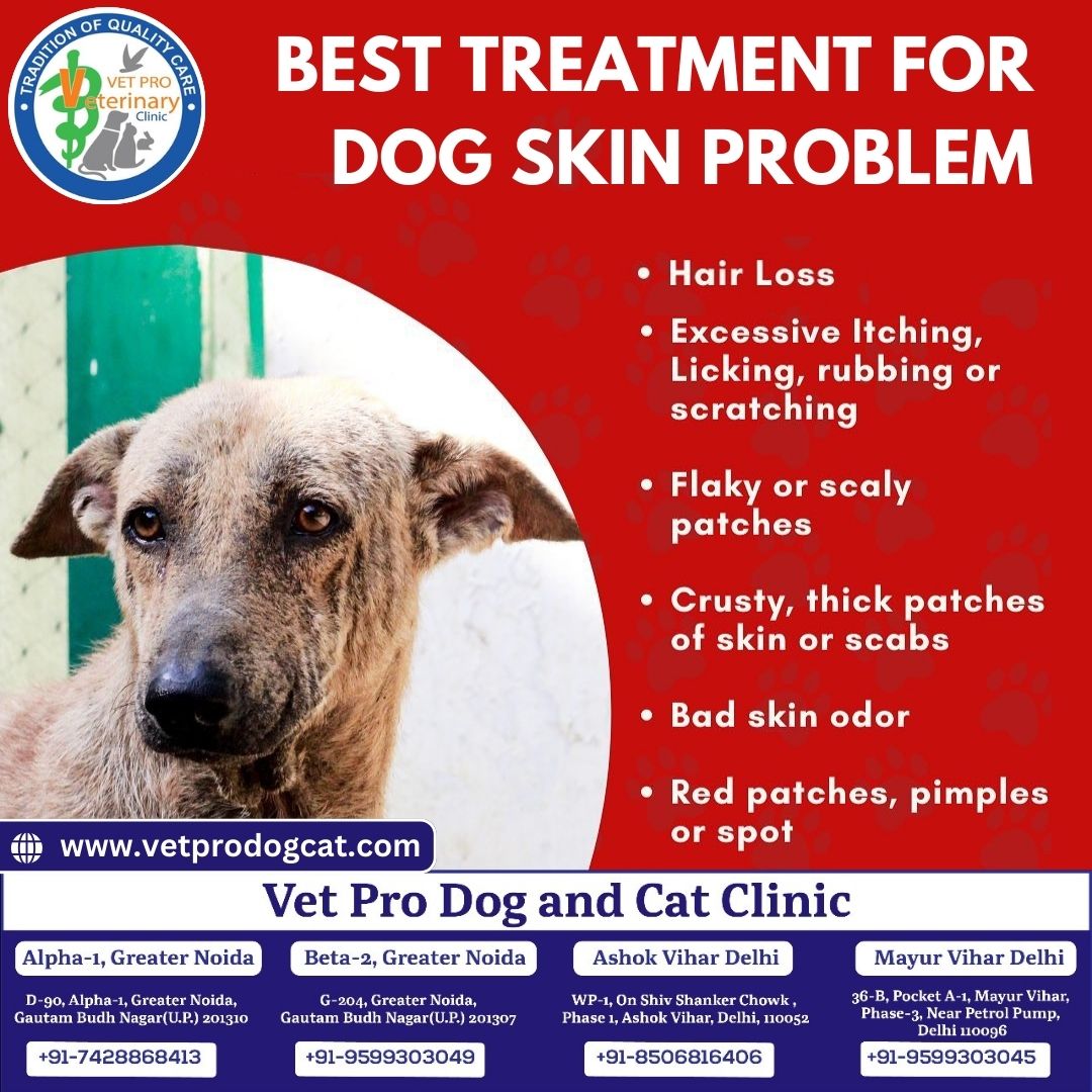 BEST TREATMENT FOR DOG SKIN PROBLEM