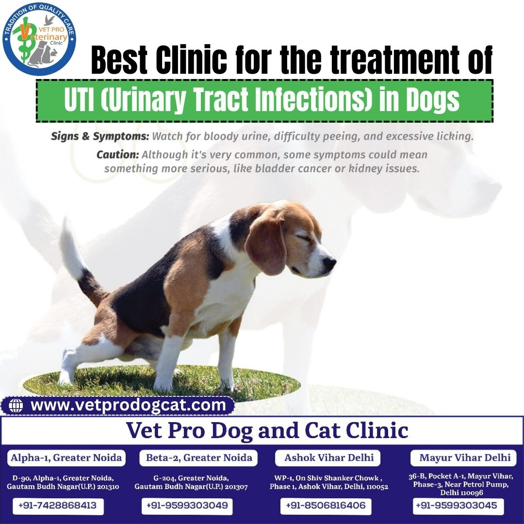 Best Clinic for the treatment of UTI in Dogs