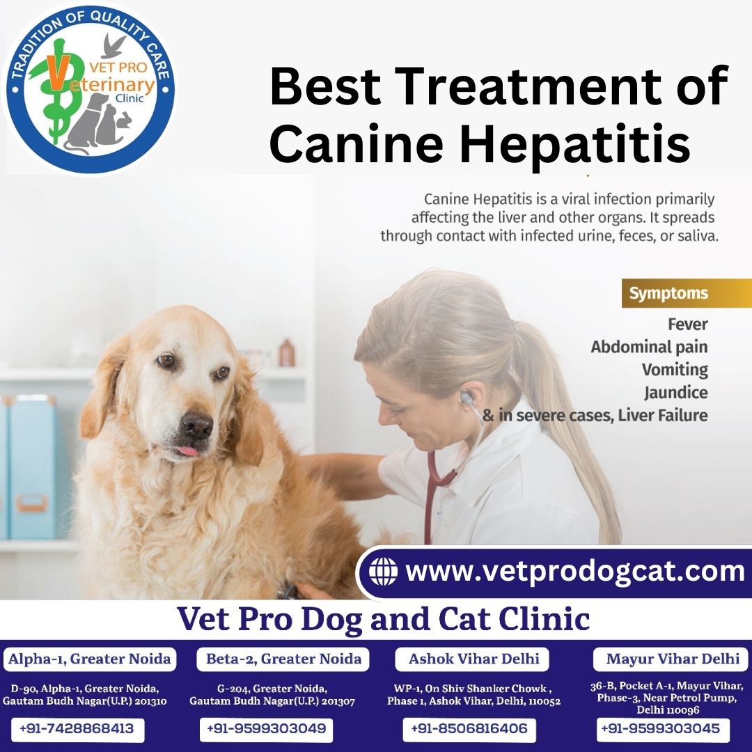 Best Treatment of Canine Hepatitis