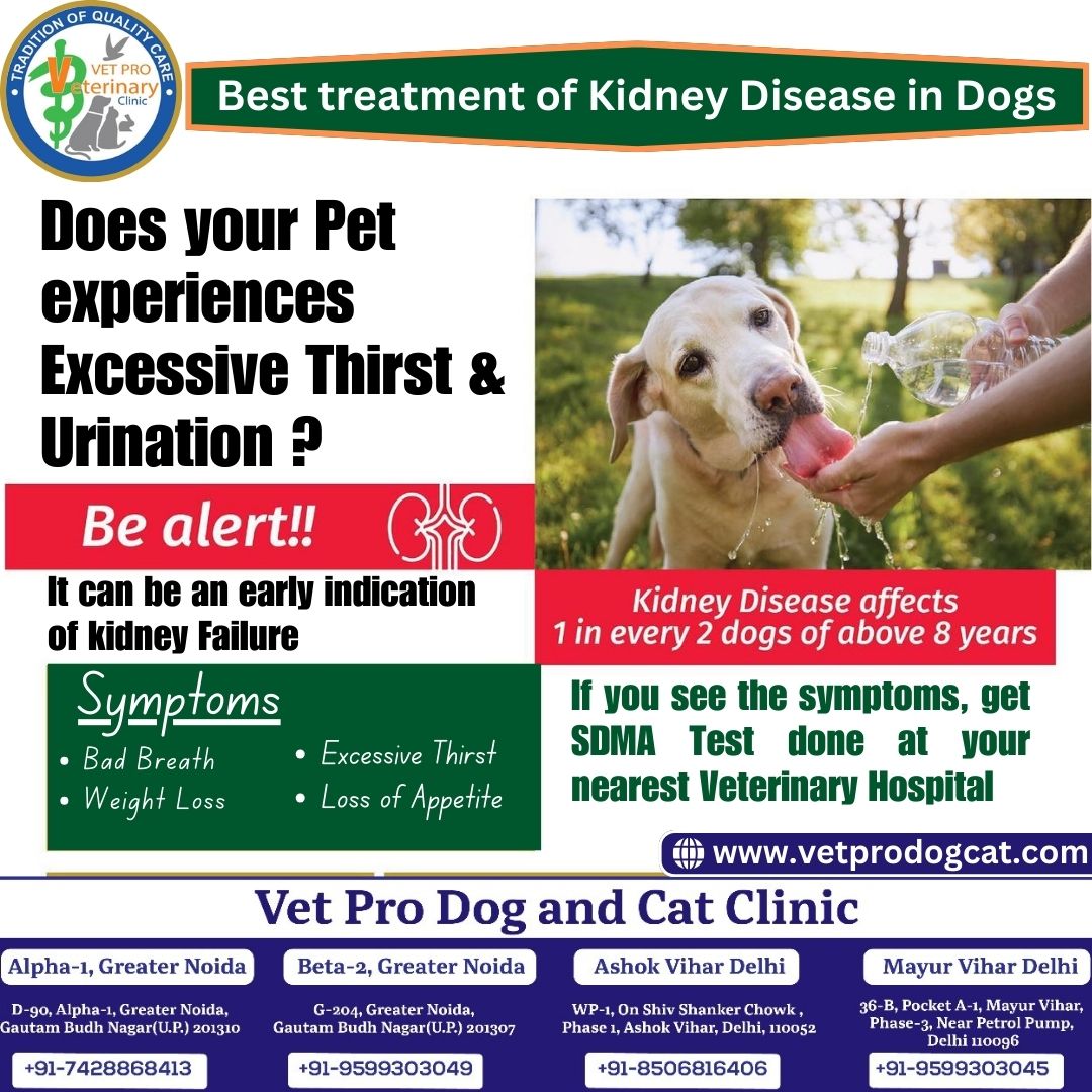 Best Treatment of Kidney Disease in Dogs