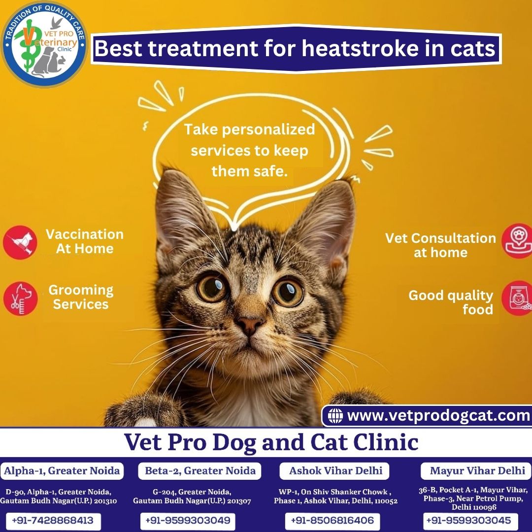 Best treatment for heatstroke in cats