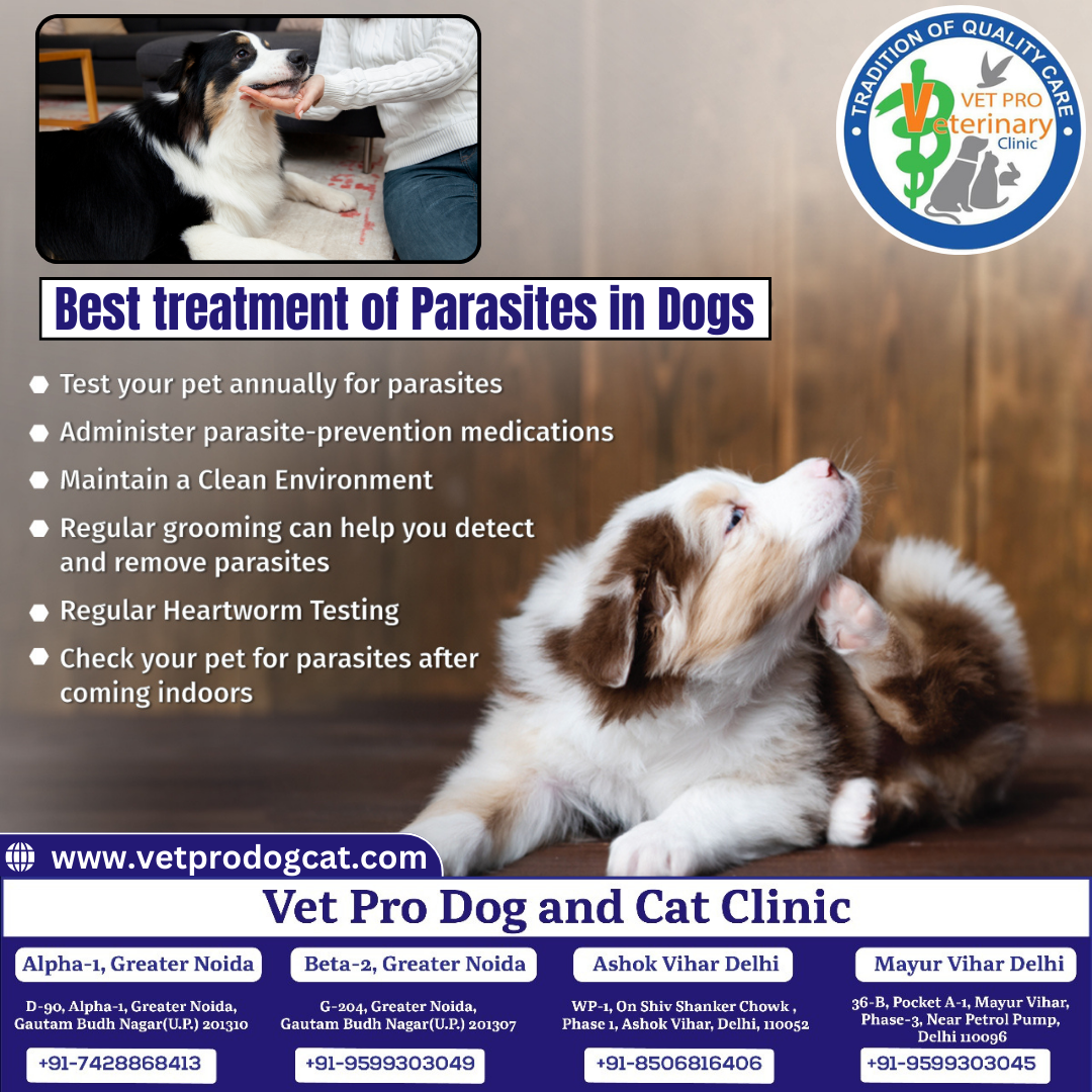 Best treatment of Parasites in Dogs