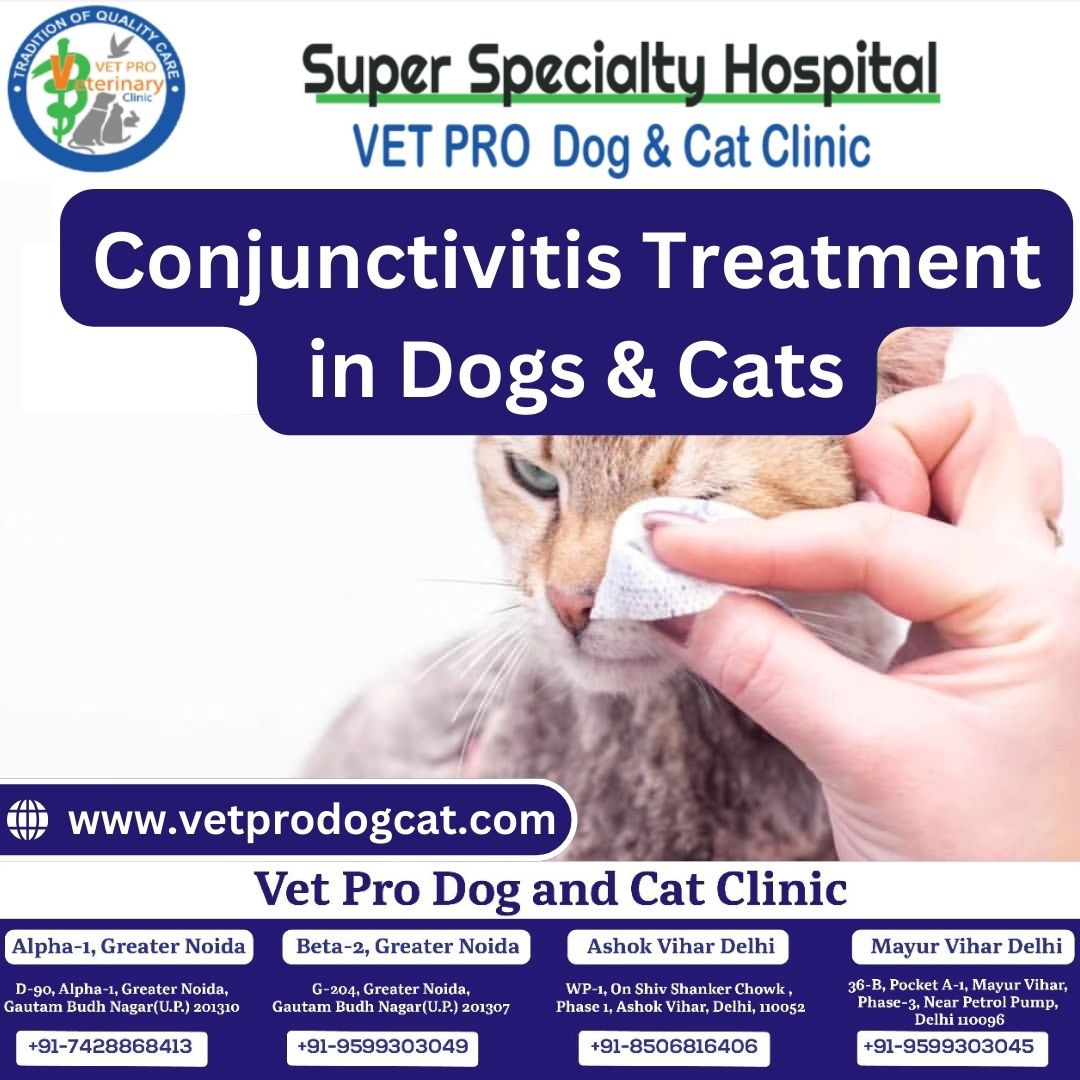 Conjunctivitis Treatment in Dogs & Cats