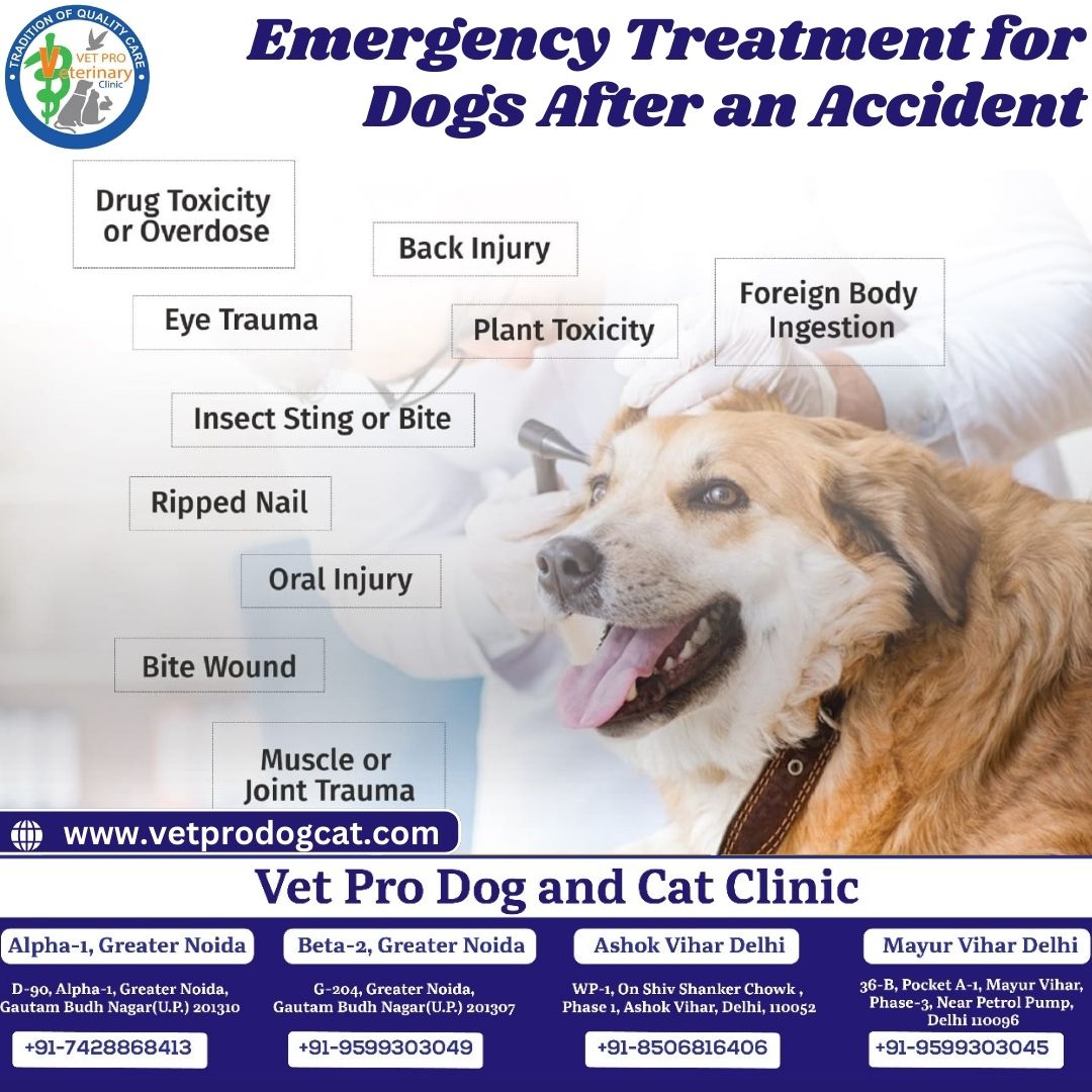 Emergency Treatment for Dogs After an Accident