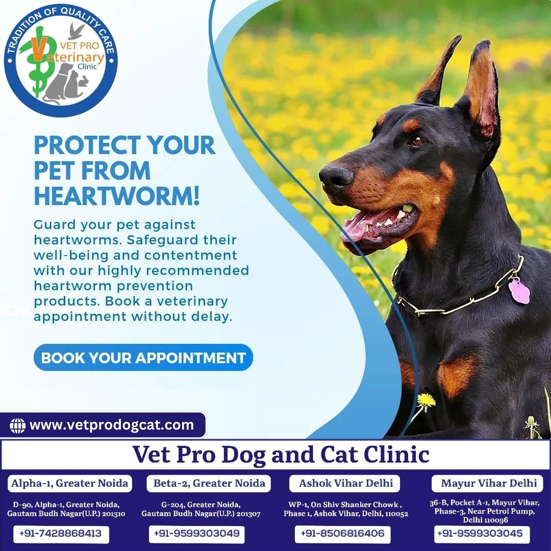 Protect Your Pet From Heartworm!