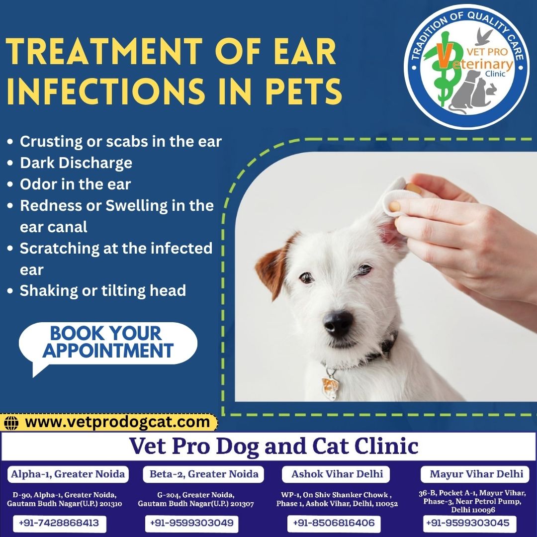 TREATMENT OF EAR INFECTIONS IN PETS