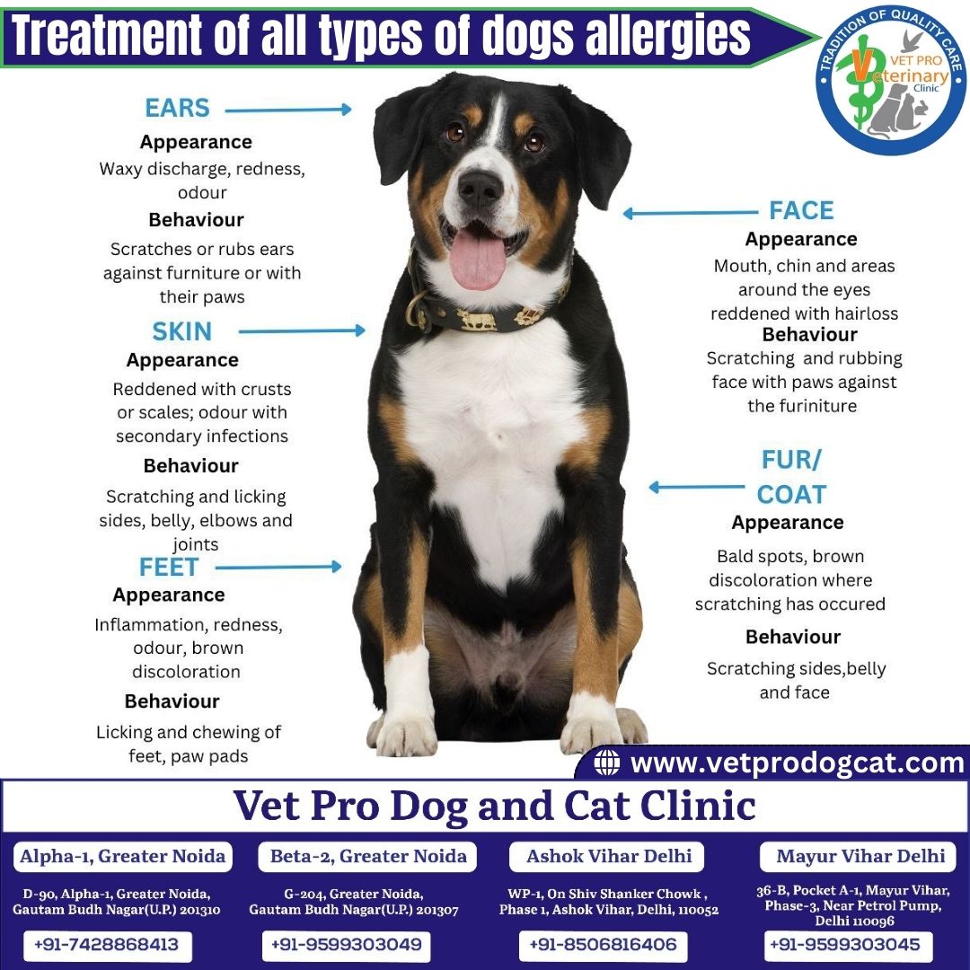 Treatment of All Types of Dogs Allergies