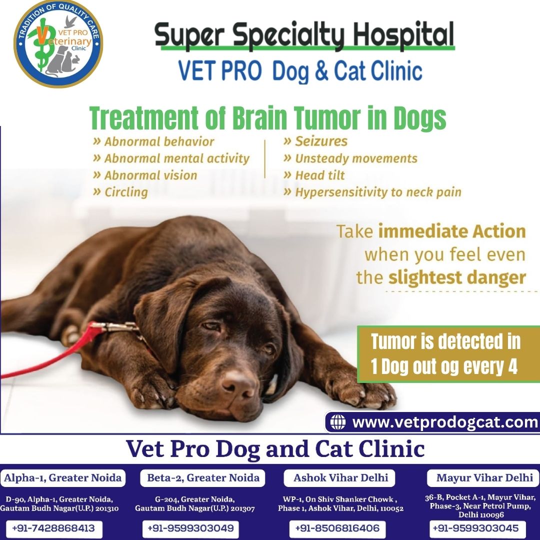 Treatment of Brain Tumor in Dogs