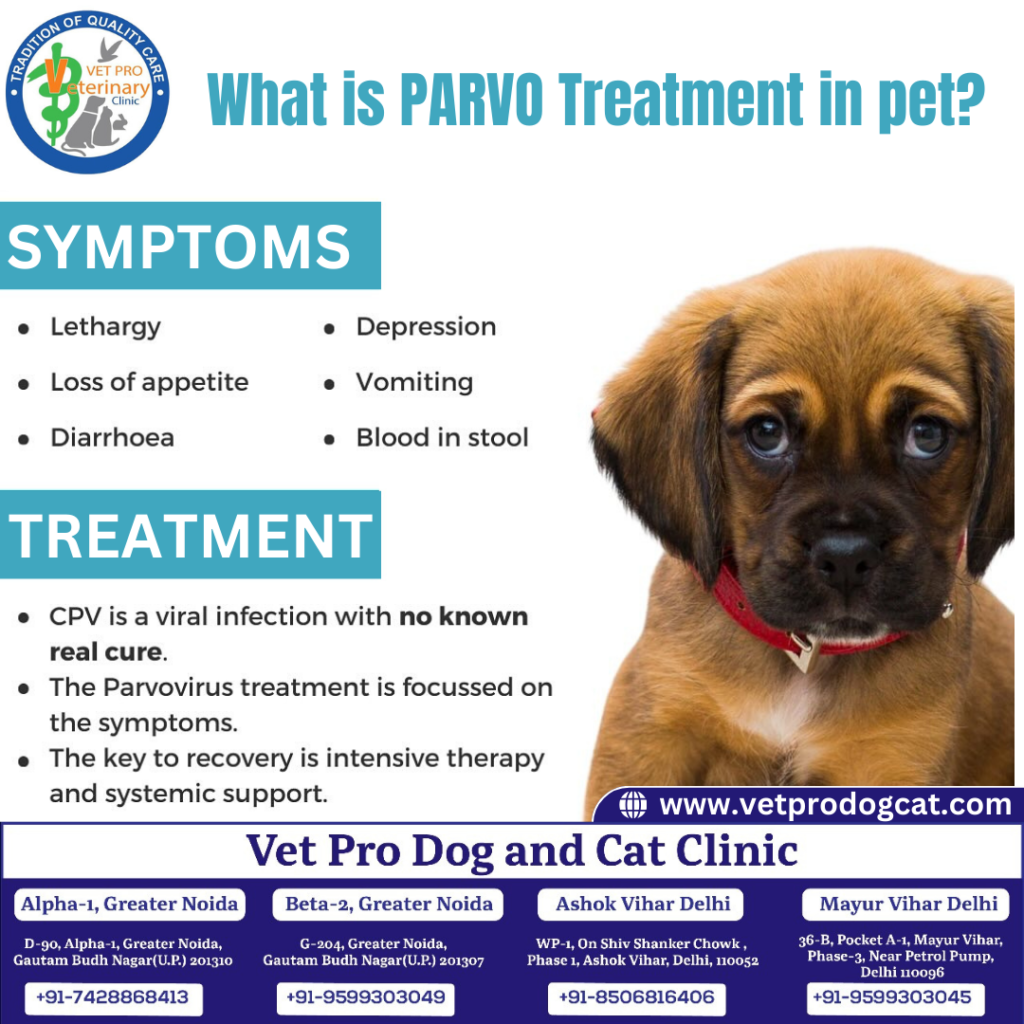 What is PARVO Treatment in pet