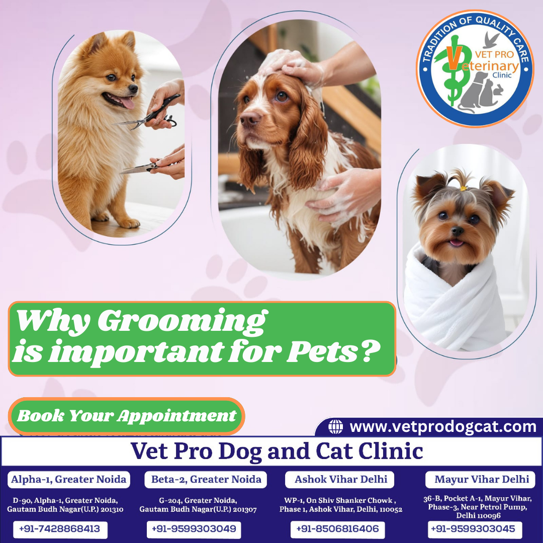 Why Grooming is important for Pets